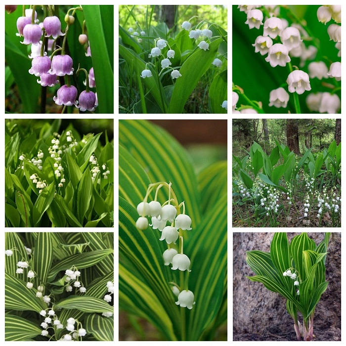 MyCollages (1).jpg