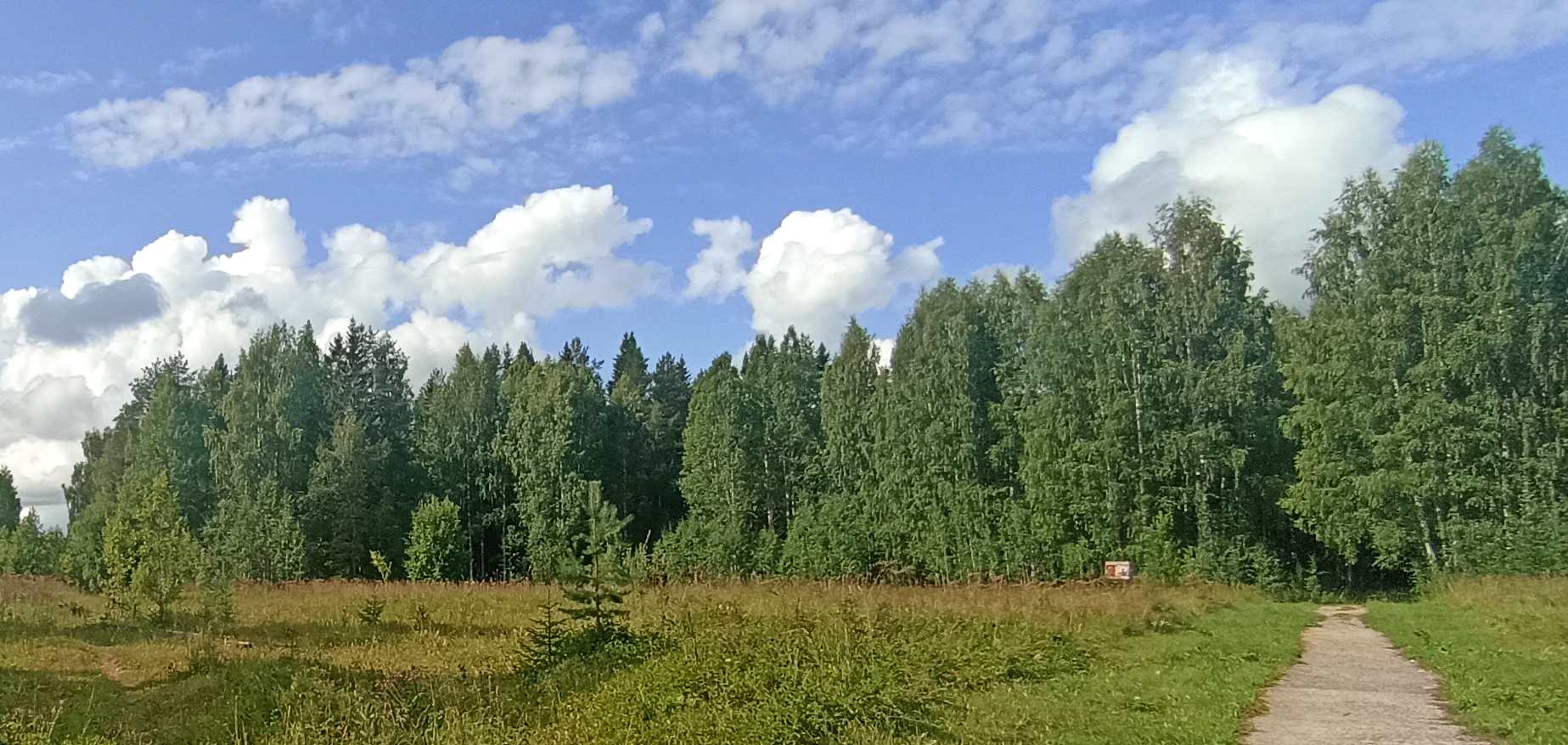 опушка.jpg