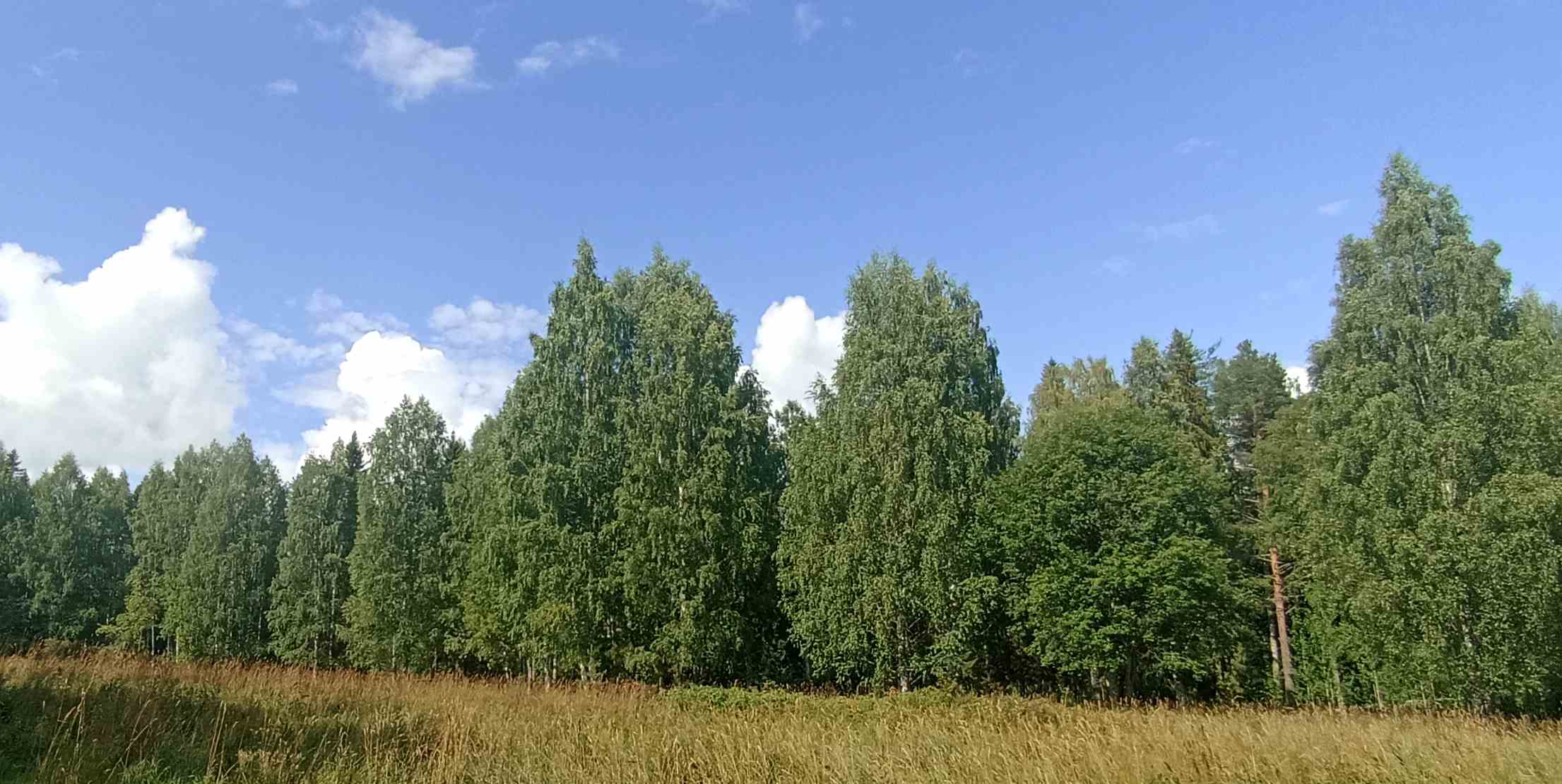 лес.jpg