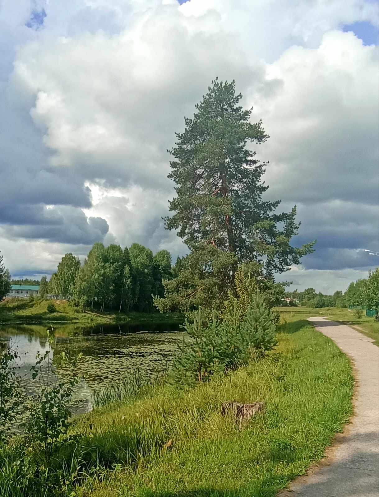 кедр.jpg