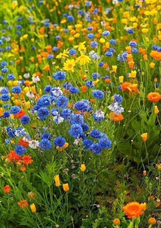 11zon_cropped (3).jpeg
