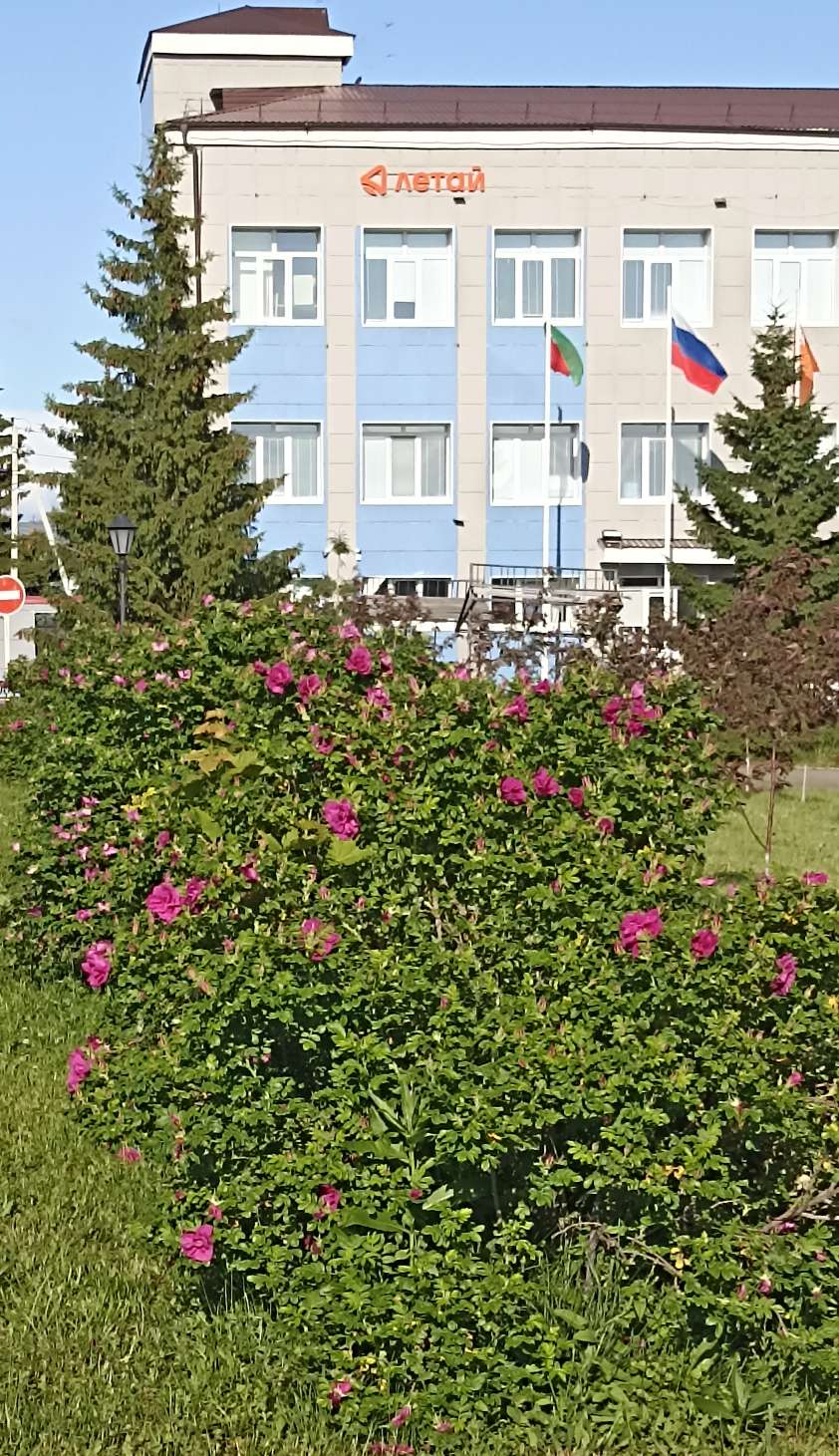 Розы 56.jpg