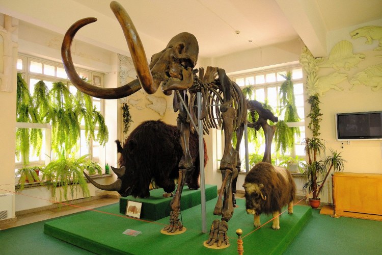 Krasnoyarskiy_local_museum-9.jpg