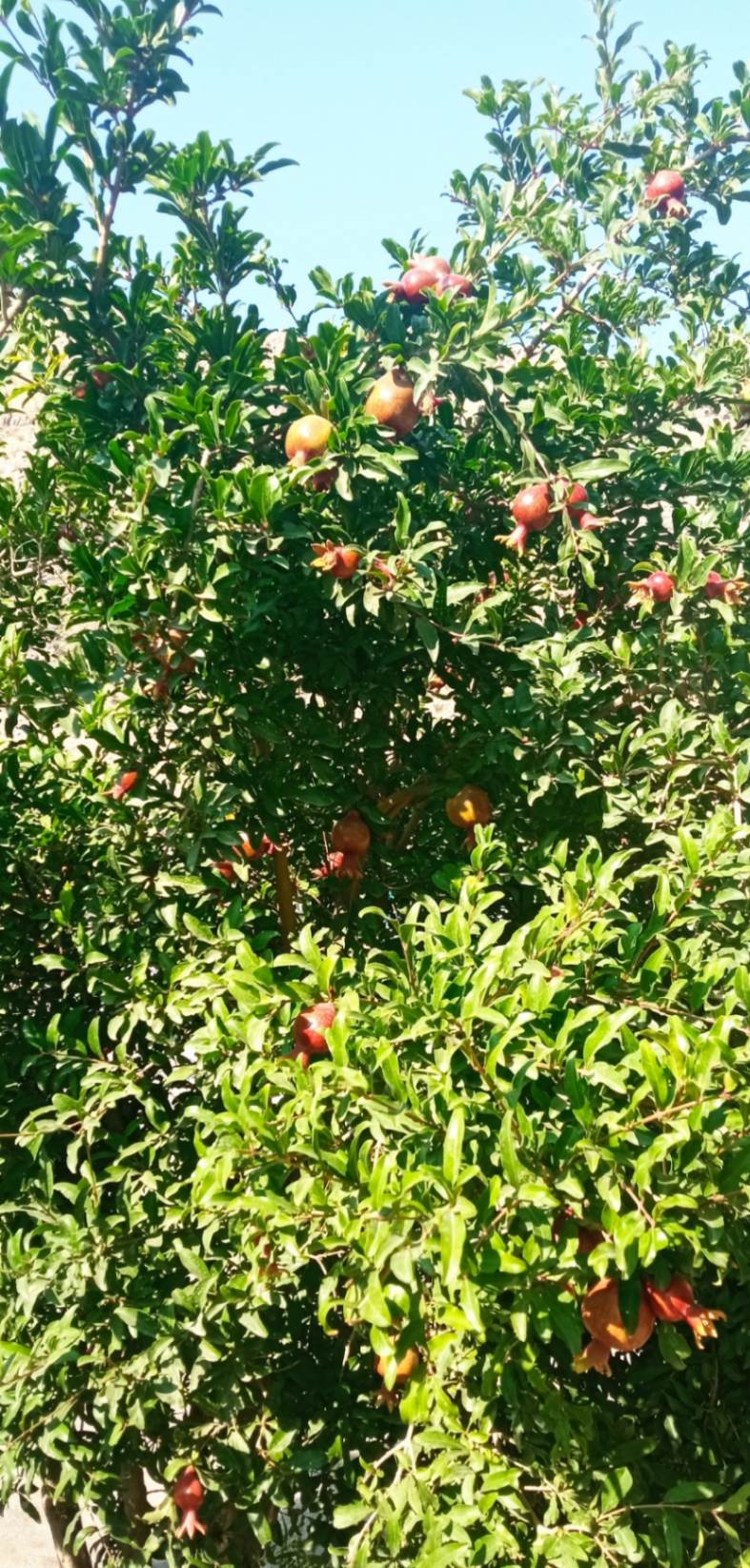 11zon_cropped (4) (1).jpeg