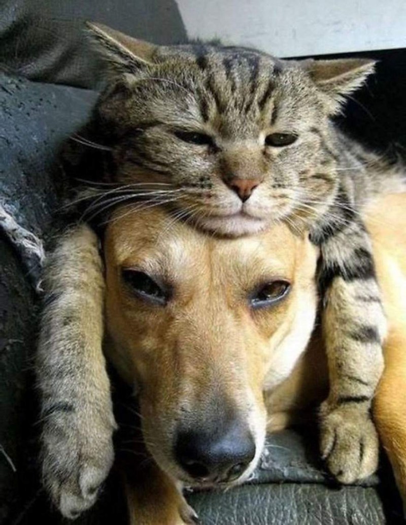 1639313713_2-koshka-top-p-smeshnie-sobak-i-koshek-2.jpg